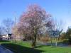 Cherry blossom in Roestock Lane