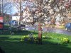 Cherry blossom in Roestock Lane