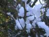 Snow in a bush