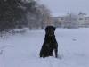 A black dog in the snow